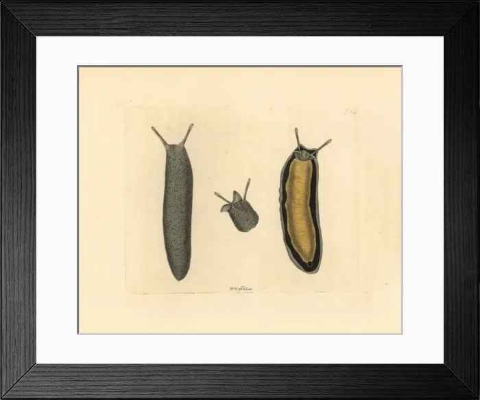 Framed Print : Sea slug, Onchidium typhae Framed Print : Sea slug, Onchidium typhae