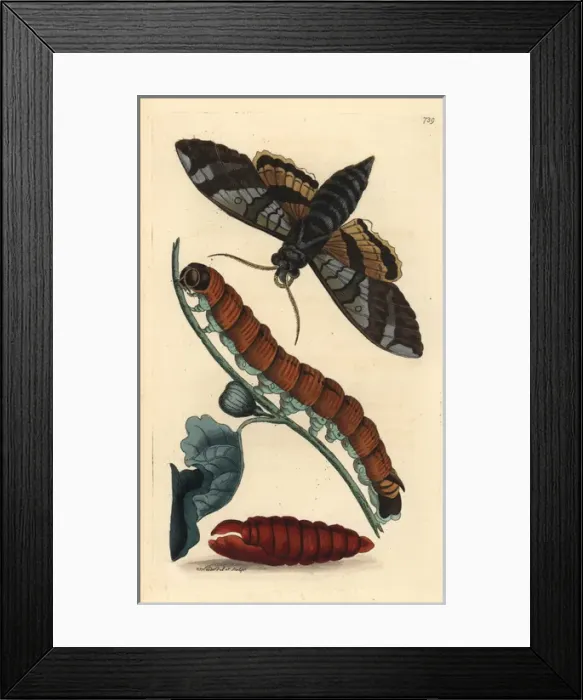 Framed Print : Fig sphinx moth, Pachylia ficus Framed Print : Fig sphinx moth, Pachylia ficus