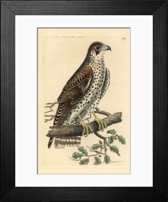Framed Print : Common falcon, Falco communis Framed Print : Common falcon, Falco communis