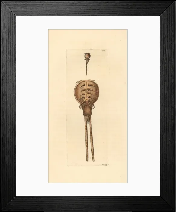 Framed Print : Copepod fish parasite, Lepeophtheirus thompsoni Framed Print : Copepod fish parasite, Lepeophtheirus thompsoni