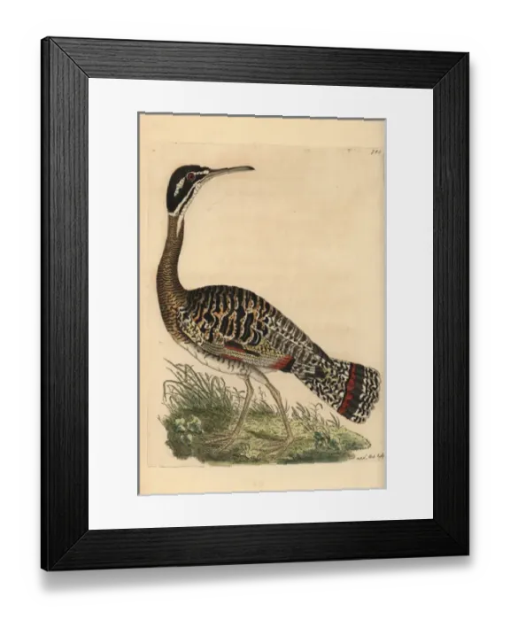Framed Print : Sunbittern, Eurypyga helias Framed Print : Sunbittern, Eurypyga helias