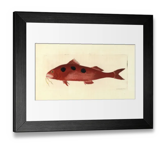 Framed Print : Spotted goatfish, Pseudupeneus maculatus Framed Print : Spotted goatfish, Pseudupeneus maculatus