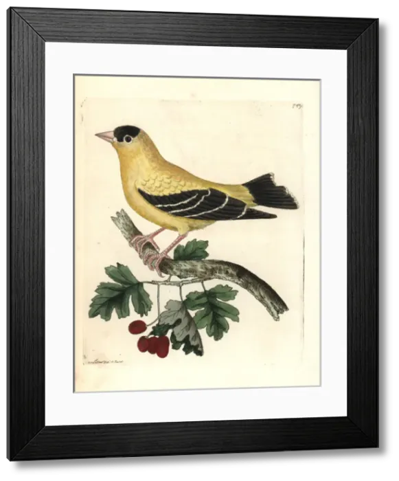 Framed Print : American goldfinch, Carduelis tristis Framed Print : American goldfinch, Carduelis tristis