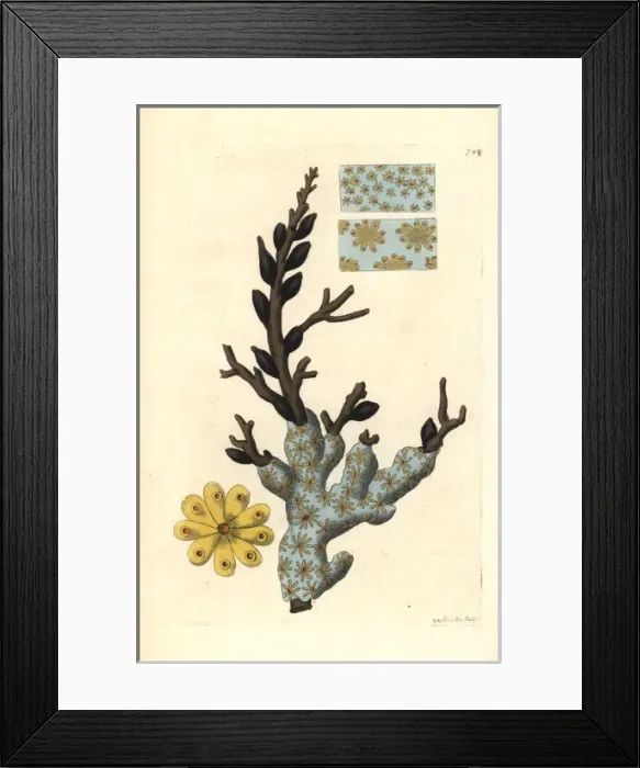 Framed Print : Star ascidian or golden star tunicate, Botryllus schlosseri Framed Print : Star ascidian or golden star tunicate, Botryllus schlosseri