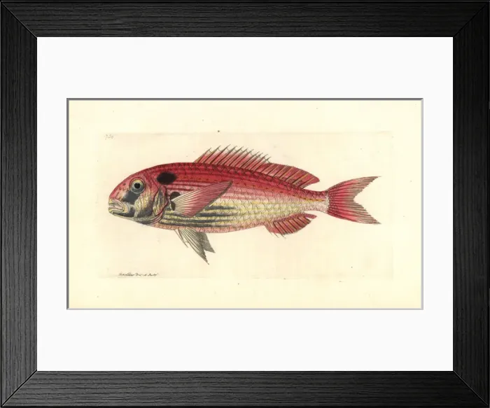 Framed Print : Common seabream or red porgy, Pagrus pagrus Endangered Framed Print : Common seabream or red porgy, Pagrus pagrus Endangered
