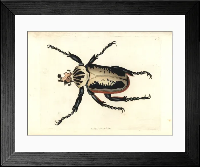 Framed Print : Royal goliath beetle, Goliathus regius Framed Print : Royal goliath beetle, Goliathus regius
