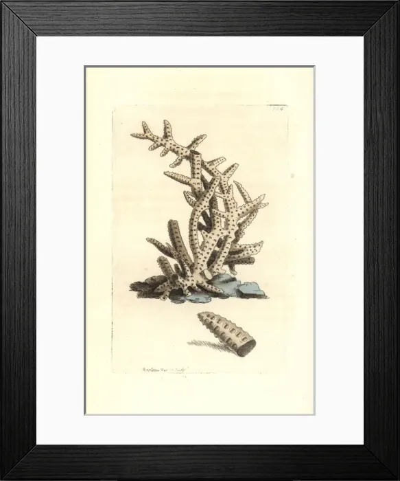 Framed Print : Seriated madrepore coral, Madrepora seriata Framed Print : Seriated madrepore coral, Madrepora seriata