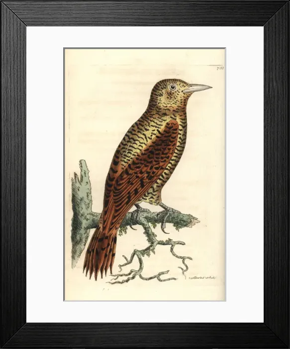 Framed Print : Rufous woodpecker, Micropternus brachyurus Framed Print : Rufous woodpecker, Micropternus brachyurus
