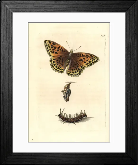 Framed Print : Silver-washed fritillary, Argynnis paphia Framed Print : Silver-washed fritillary, Argynnis paphia
