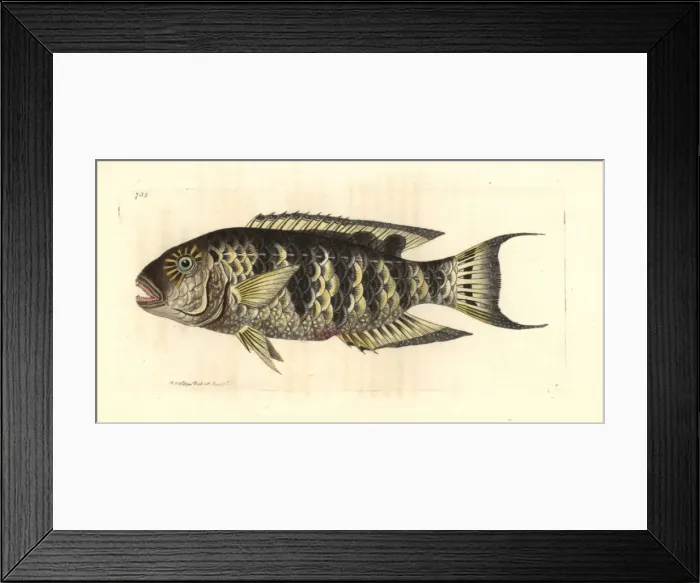 Framed Print : Red breasted wrasse, Cheilinus fasciatus Framed Print : Red breasted wrasse, Cheilinus fasciatus
