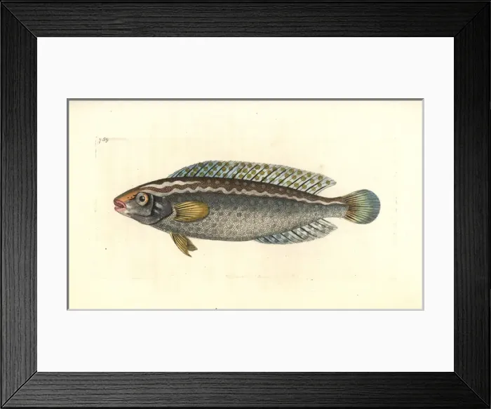 Framed Print : Argus wrasse, Halichoeres argus Framed Print : Argus wrasse, Halichoeres argus