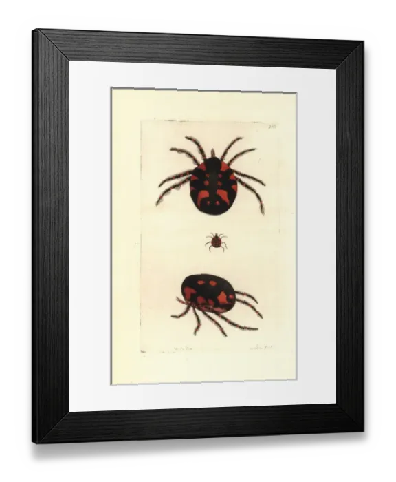 Framed Print : Red water mite, Hydrachna geographica Framed Print : Red water mite, Hydrachna geographica