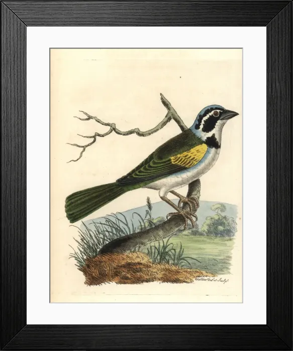 Framed Print : White-browed brush finch, Arremon torquatus Framed Print : White-browed brush finch, Arremon torquatus