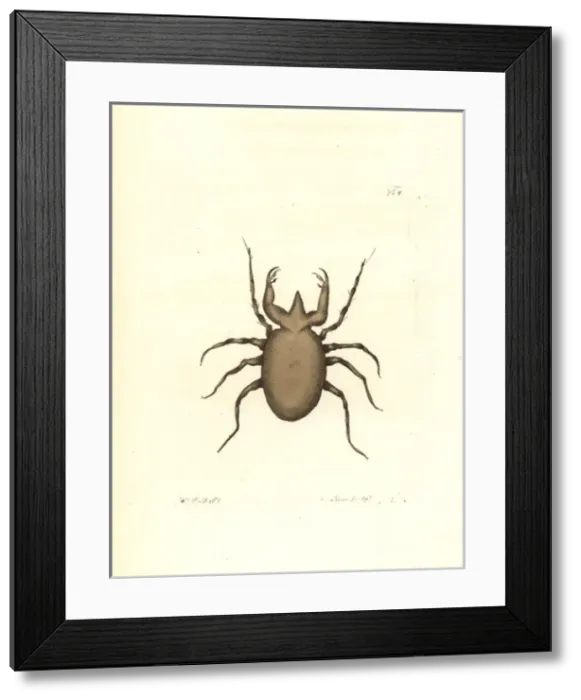 Framed Print : Gromphadorhina portentosa, hissing cockroach Framed Print : Gromphadorhina portentosa, hissing cockroach