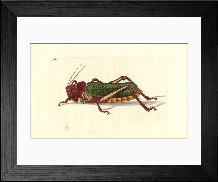 Framed Print : Common milkweed locust, Phymateus morbillosus morbillosus Framed Print : Common milkweed locust, Phymateus morbillosus morbillosus