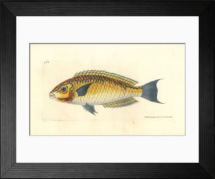 Framed Print : Brazilian wrasse, Halichoeres brasiliensis Framed Print : Brazilian wrasse, Halichoeres brasiliensis