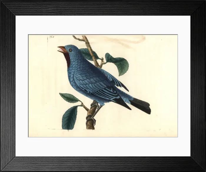 Framed Print : Plum-throated cotinga, Cotinga maynana Framed Print : Plum-throated cotinga, Cotinga maynana