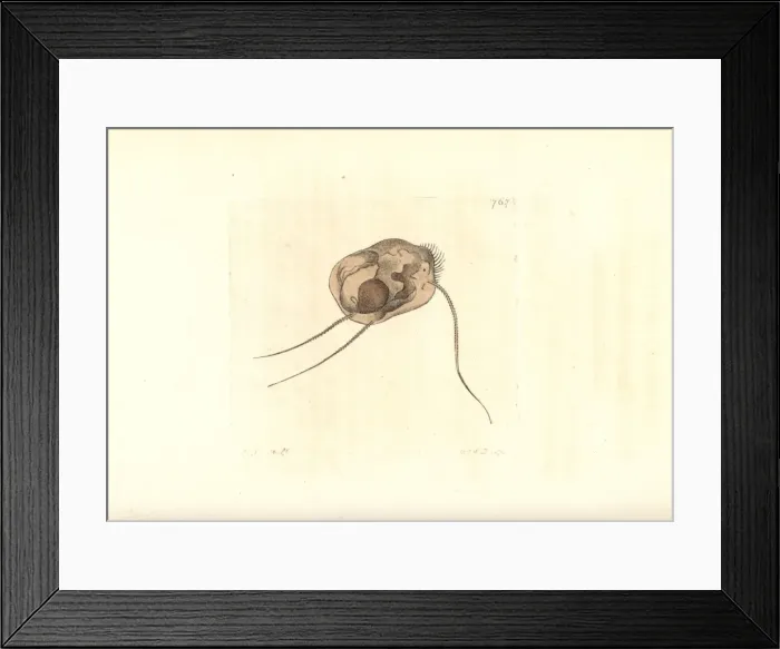 Framed Print : Three bristled trichoda, Trichoda triseta Framed Print : Three bristled trichoda, Trichoda triseta
