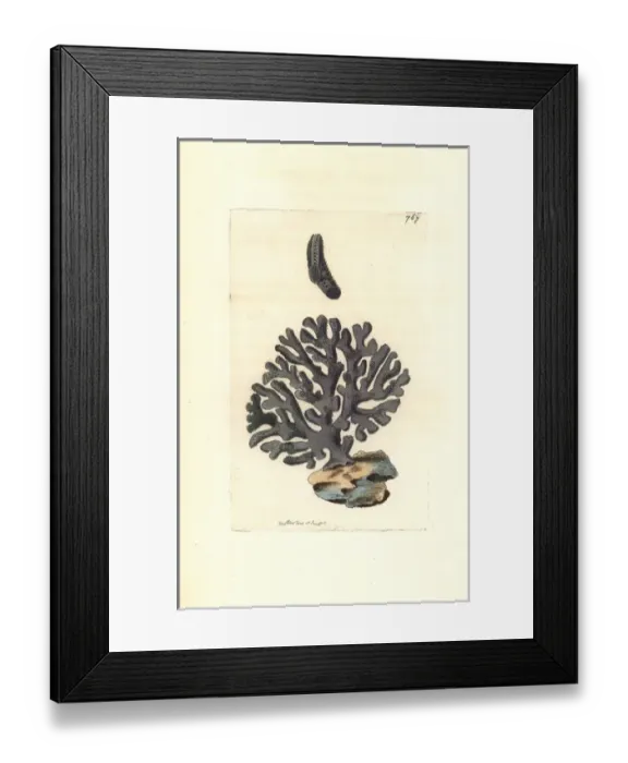 Framed Print : Lace coral, Distichopora violacea Framed Print : Lace coral, Distichopora violacea