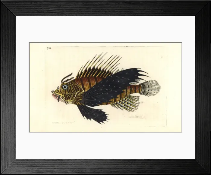 Framed Print : Red lionfish, Pterois volitans Framed Print : Red lionfish, Pterois volitans