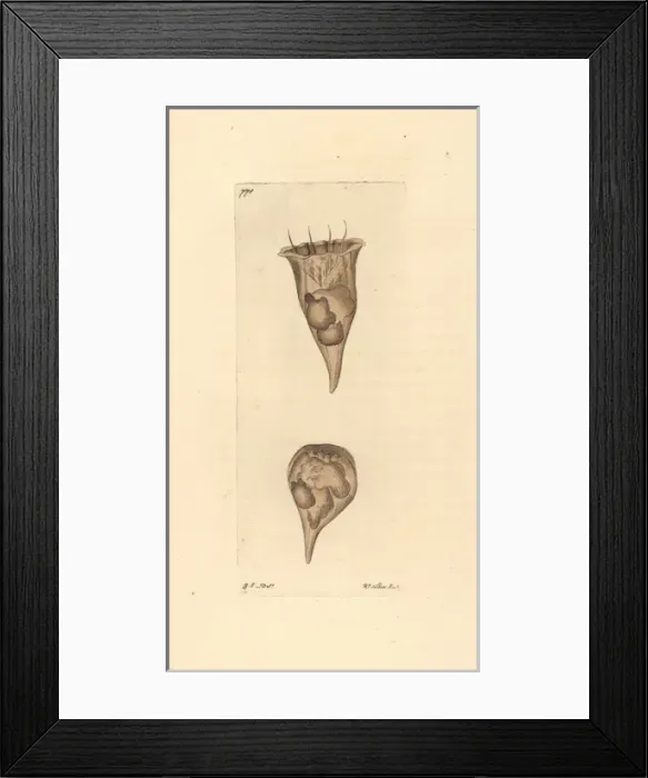 Framed Print : Cup vorticella, Vorticella cyathus, ciliate protozoan Framed Print : Cup vorticella, Vorticella cyathus, ciliate protozoan