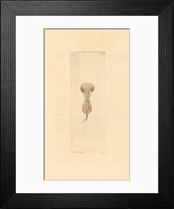 Framed Print : Brachionus galeatus, species of planktonic rotifer Framed Print : Brachionus galeatus, species of planktonic rotifer