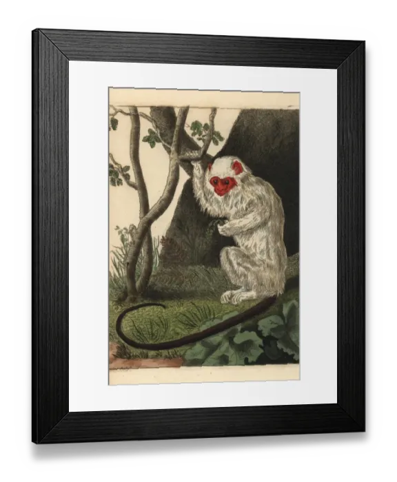 Framed Print : Silvery marmoset, Mico argentatus Framed Print : Silvery marmoset, Mico argentatus