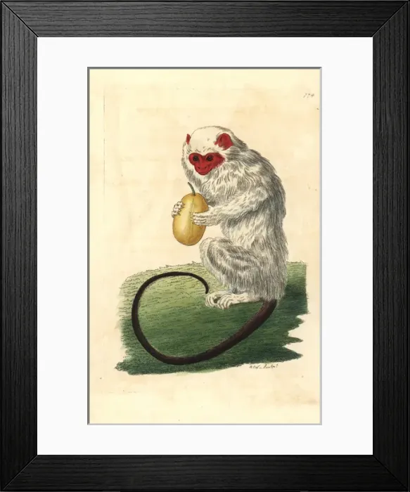 Framed Print : Silvery marmoset, Mico argentatus Framed Print : Silvery marmoset, Mico argentatus