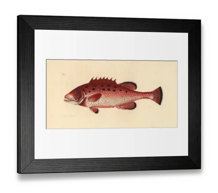 Framed Print : Yellowfin grouper, Mycteroperca venenosa Near threatened Framed Print : Yellowfin grouper, Mycteroperca venenosa Near threatened