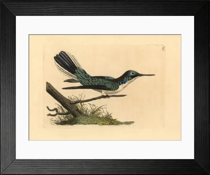 Framed Print : Black-eared fairy hummingbird, Heliothryx aurita Framed Print : Black-eared fairy hummingbird, Heliothryx aurita