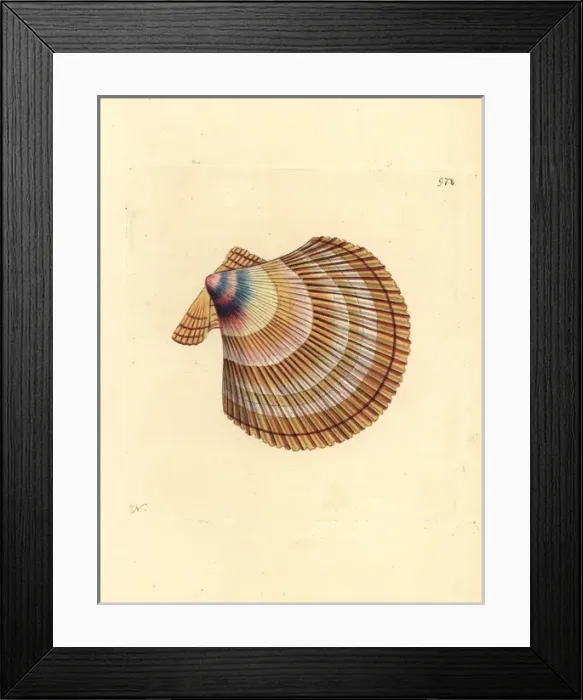 Framed Print : Icelandic scallop, Chlamys islandica Framed Print : Icelandic scallop, Chlamys islandica