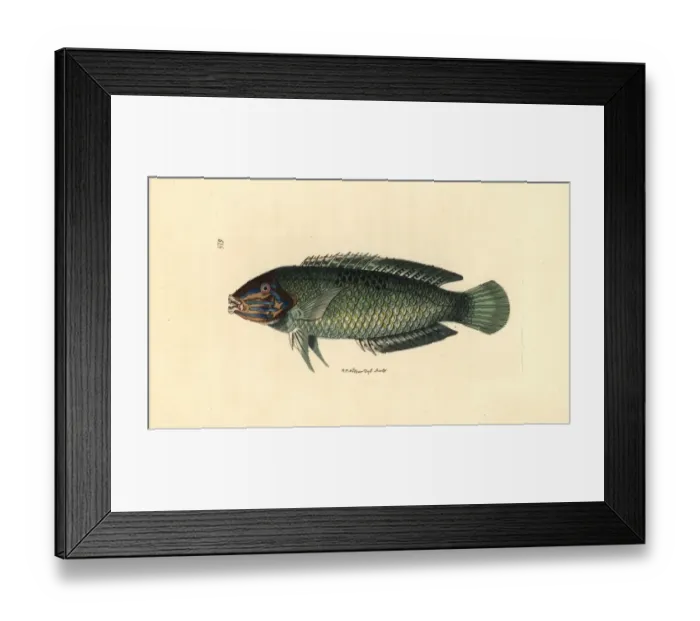 Framed Print : Pastel-green wrasse, Halichoeres chloropterus Framed Print : Pastel-green wrasse, Halichoeres chloropterus