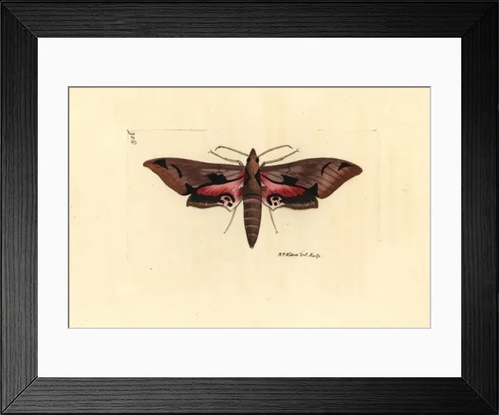Framed Print : Eumorpha achemon, Achemon sphinx Framed Print : Eumorpha achemon, Achemon sphinx