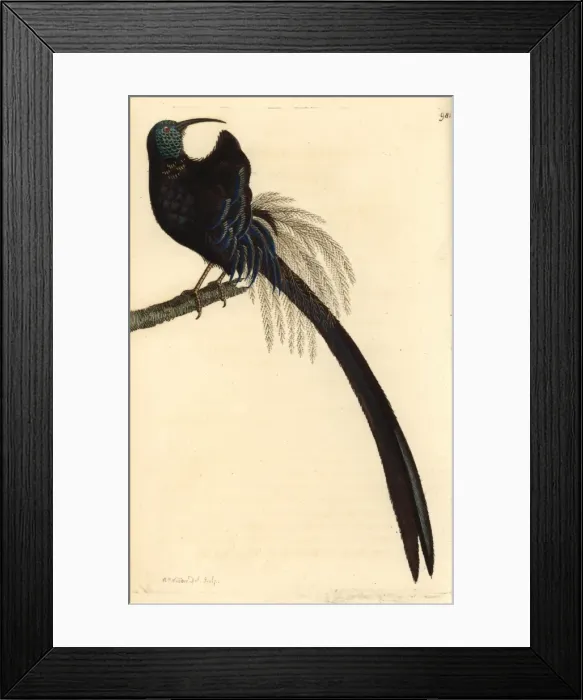 Framed Print : Superb promerops, Promerops superbus Framed Print : Superb promerops, Promerops superbus