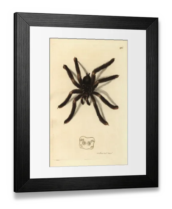 Framed Print : Pinktoe tarantula, Avicularia metallica Framed Print : Pinktoe tarantula, Avicularia metallica