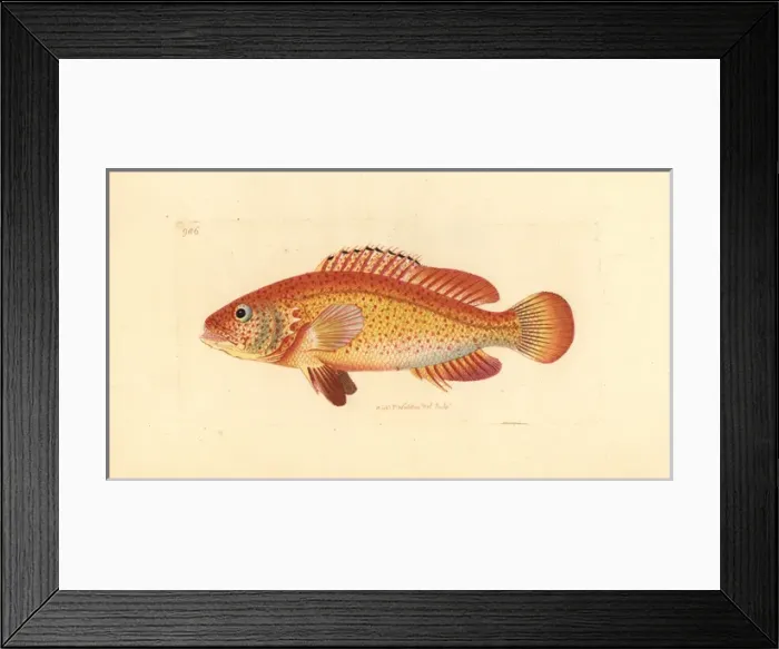 Framed Print : Coney fish, Cephalopholis fulva Framed Print : Coney fish, Cephalopholis fulva