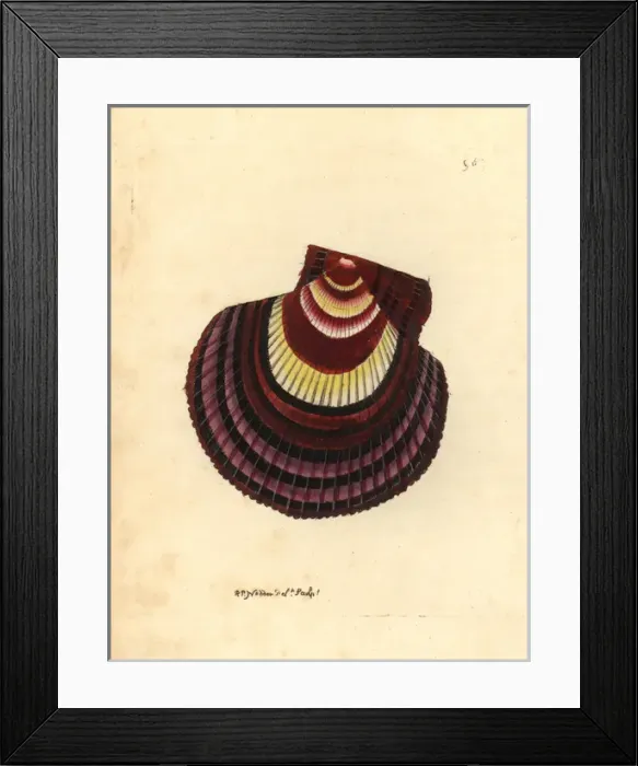 Framed Print : Icelandic scallop variety, Chlamys islandica var Framed Print : Icelandic scallop variety, Chlamys islandica var