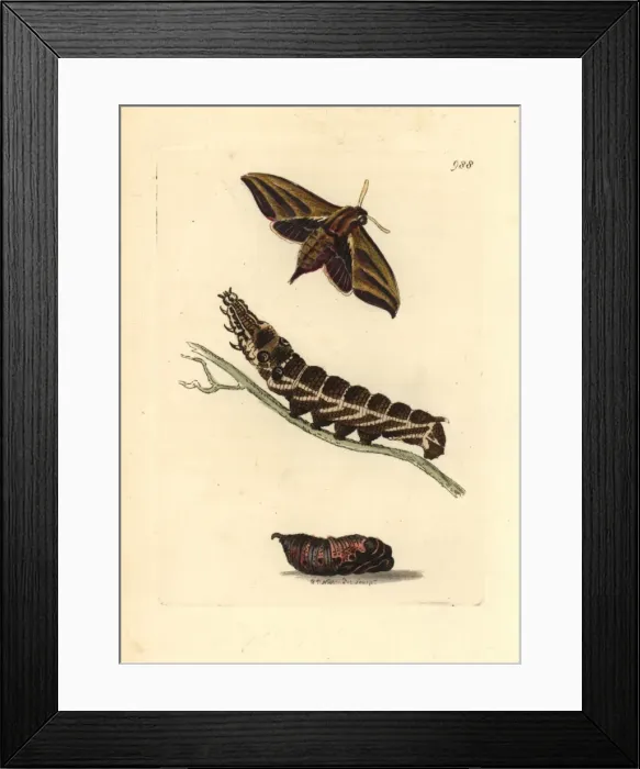 Framed Print : Elephant hawkmoth, Deilephia elpenor Framed Print : Elephant hawkmoth, Deilephia elpenor