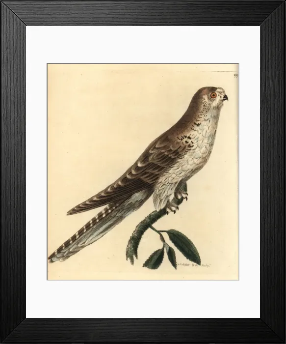 Framed Print : Spotted eagle-owl, Bubo africanus Framed Print : Spotted eagle-owl, Bubo africanus