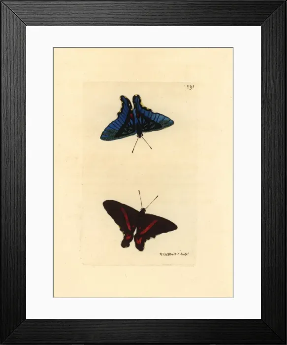 Framed Print : Meliboeus swordtail, Ancyluris meliboeus Framed Print : Meliboeus swordtail, Ancyluris meliboeus