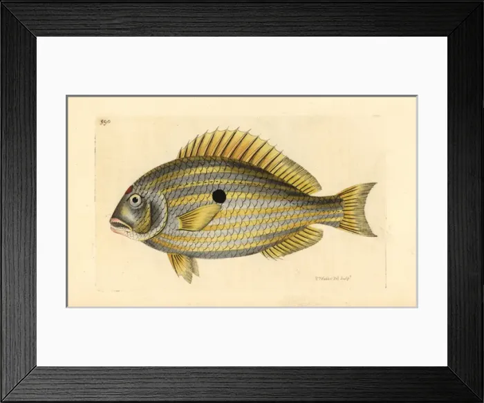 Framed Print : Single-spotted sciaena, Sciaena unimaculata Framed Print : Single-spotted sciaena, Sciaena unimaculata