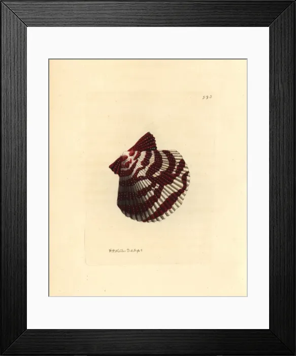 Framed Print : Variegated scallop, Chlamys varia Framed Print : Variegated scallop, Chlamys varia