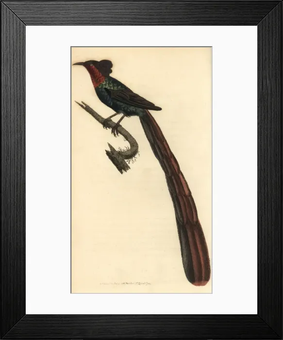 Framed Print : Arfak astrapia, Astrapia nigra Framed Print : Arfak astrapia, Astrapia nigra
