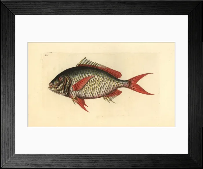 Framed Print : Deepbody mojarra, Gerres erythrourus Framed Print : Deepbody mojarra, Gerres erythrourus