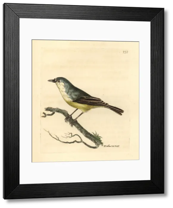 Framed Print : Cape Penduline-tit, Anthoscopus minutus Framed Print : Cape Penduline-tit, Anthoscopus minutus