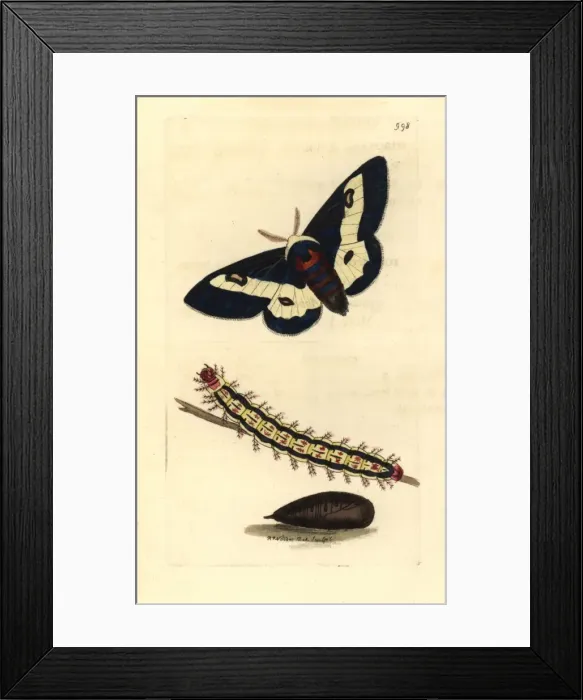 Framed Print : Willowherb hawkmoth, Proserpinus proserpina Framed Print : Willowherb hawkmoth, Proserpinus proserpina