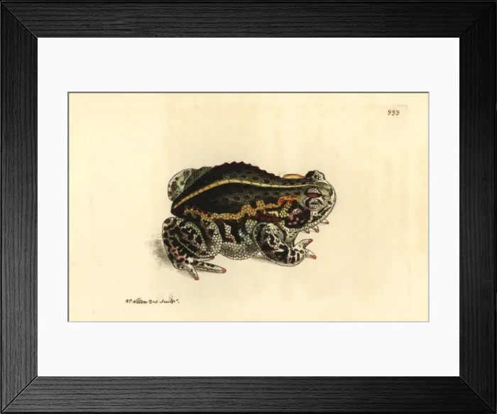 Framed Print : Natterjack toad, Epidalea calamita Framed Print : Natterjack toad, Epidalea calamita