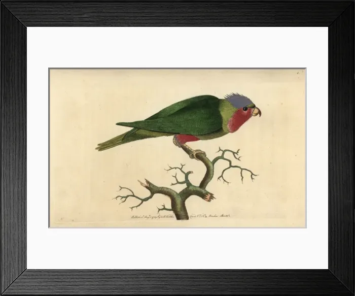 Framed Print : Purple-headed parakeet, with purple head, crimson Framed Print : Purple-headed parakeet, with purple head, crimson