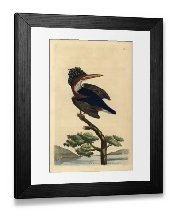 Framed Print : Crested or Malachite kingfisher, Alcedo cristata Framed Print : Crested or Malachite kingfisher, Alcedo cristata