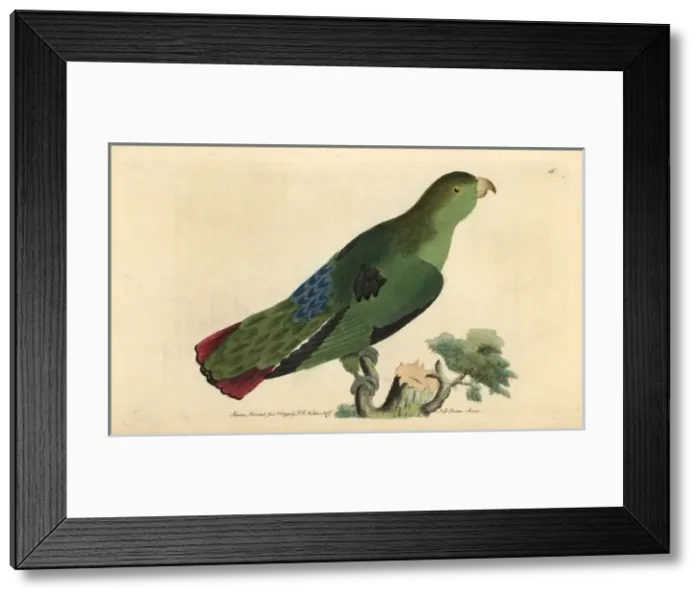 Framed Print : Sapphire-rumped parrotlet or purple-tailed Framed Print : Sapphire-rumped parrotlet or purple-tailed